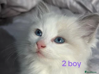 Ragdoll cats in Smethwick - Advert 23