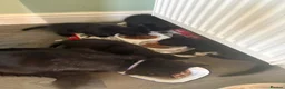 Mixed Breed cats for sale: Kittens black  in Peterborough - Advert 3