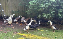 Ducks poultry for sale: Runner Ducks  - Image 10