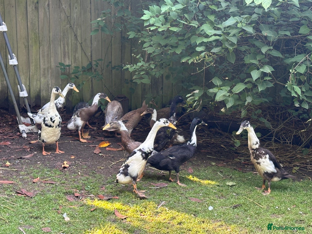 Ducks poultry for sale: Runner Ducks  - Image 10