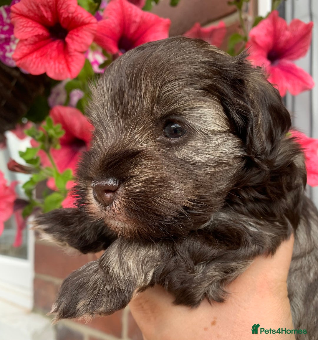 Miniature Schnauzer dogs for stud: KC REG Chocolate & Tan Miniature Schnauzer Stud - Image 12