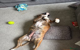 Boxer dogs for sale: The most loving girl looking for a new family  - Image 4