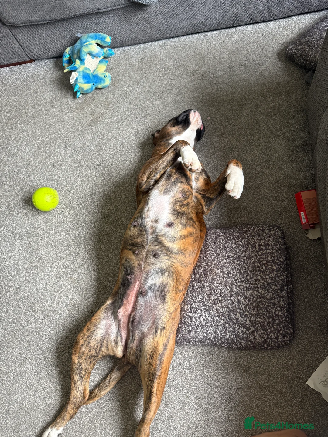 Boxer dogs for sale: The most loving girl looking for a new family  - Advert 4