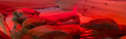 Hungarian Vizsla dogs for sale: KC Reg HV Pups, COI 1.3% ,Hip Scored For Sale - Advert 7