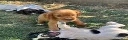 Cocker Spaniel dogs for sale: Cocker spaniel puppies  - Advert 3
