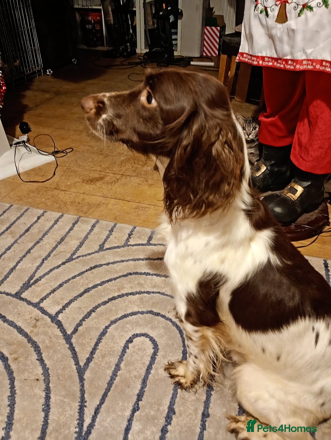 English Springer Spaniel dogs for sale: 6 beautiful springer pups - Image 1