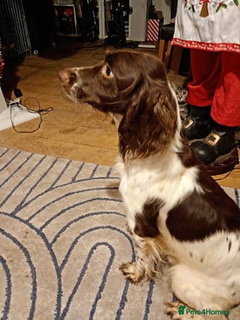 English Springer Spaniel dogs - Advert 1