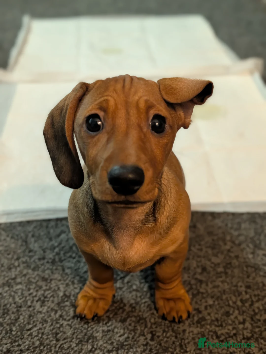 Mixed Breed dogs for sale: One Female 3/4 Dachshund 1/4 pug puppy - Advert 1