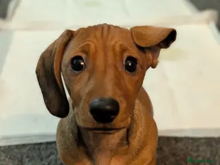 Mixed Breed dogs Female Puppy 3/4 Dachshund cross 1/4pug puppies - Advert 18