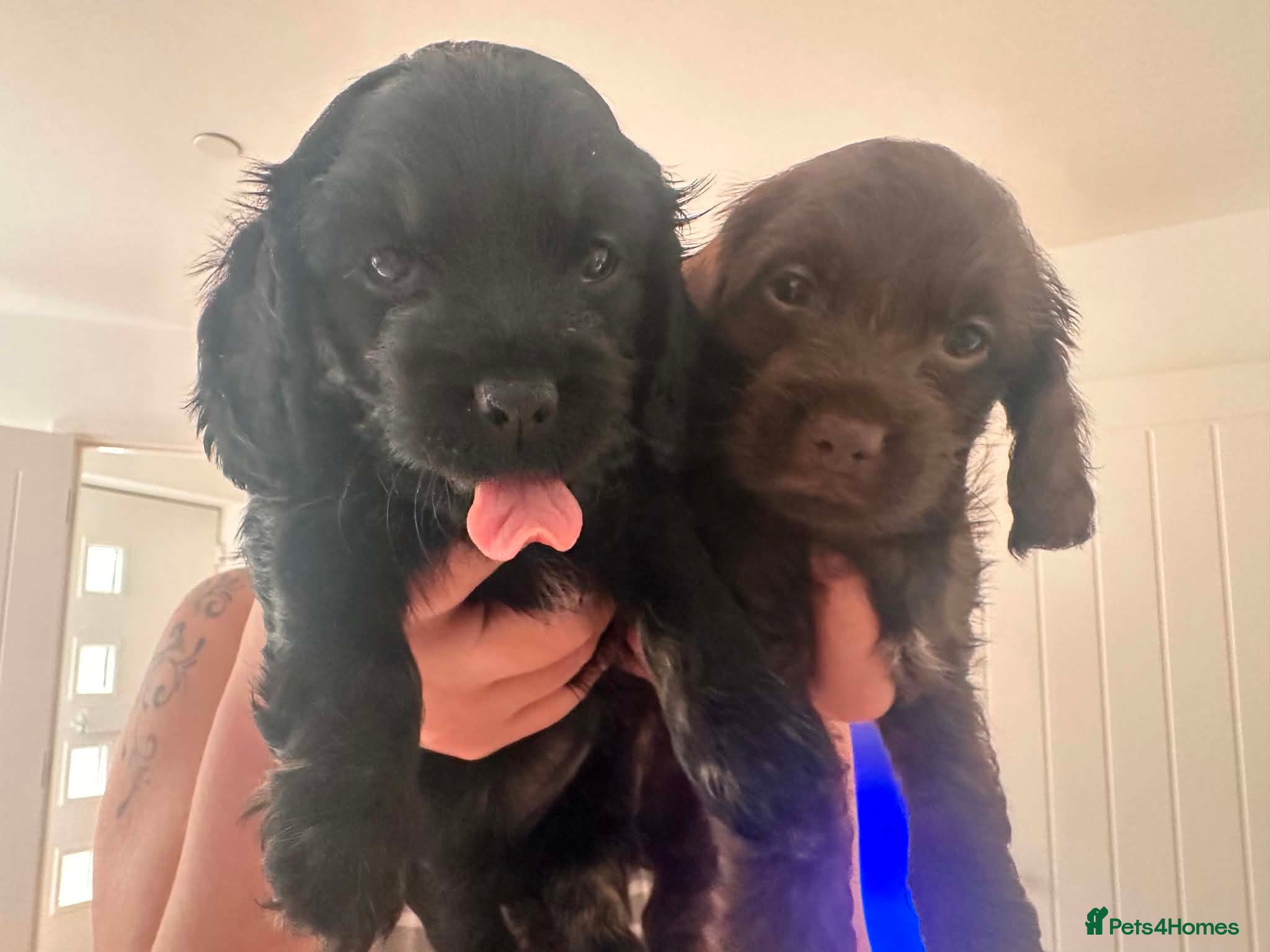 Mixed Breed dogs for sale: 🐾🐾 BEAUTIFUL DACHSHUND/SHI-POO PUPPIES . in Bridgend - Advert 2
