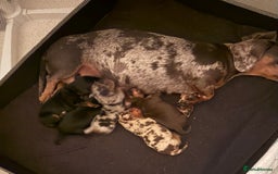 Dachshund dogs for sale: Mini daushands  - Image 7