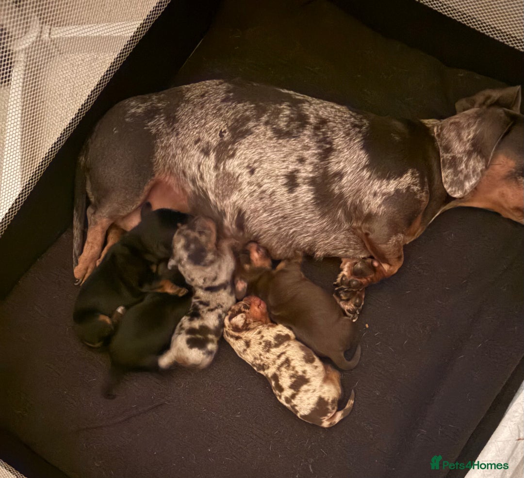 Dachshund dogs for sale: Mini daushands  - Image 7