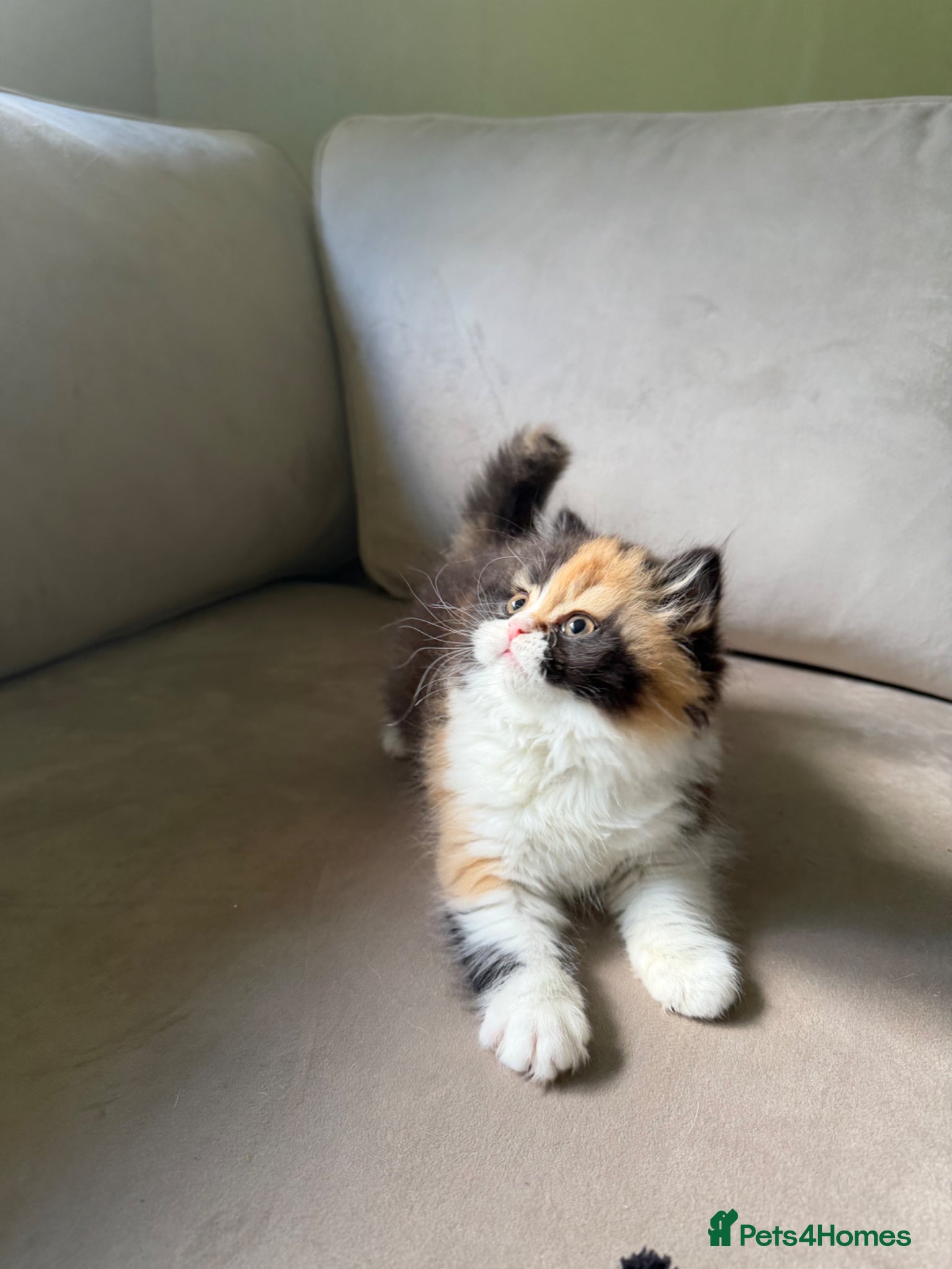 British Longhair cats Black tortie and white cinnamon carrier  - Advert 9