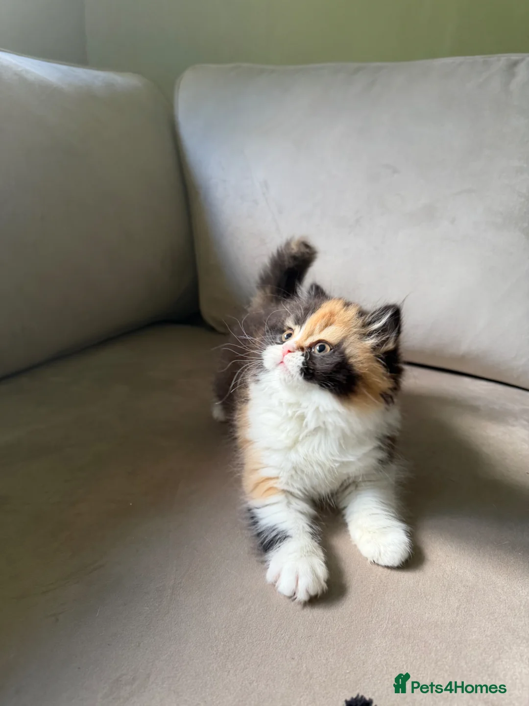 British Longhair cats for sale: Black tortie and white cinnamon carrier  - Advert 2