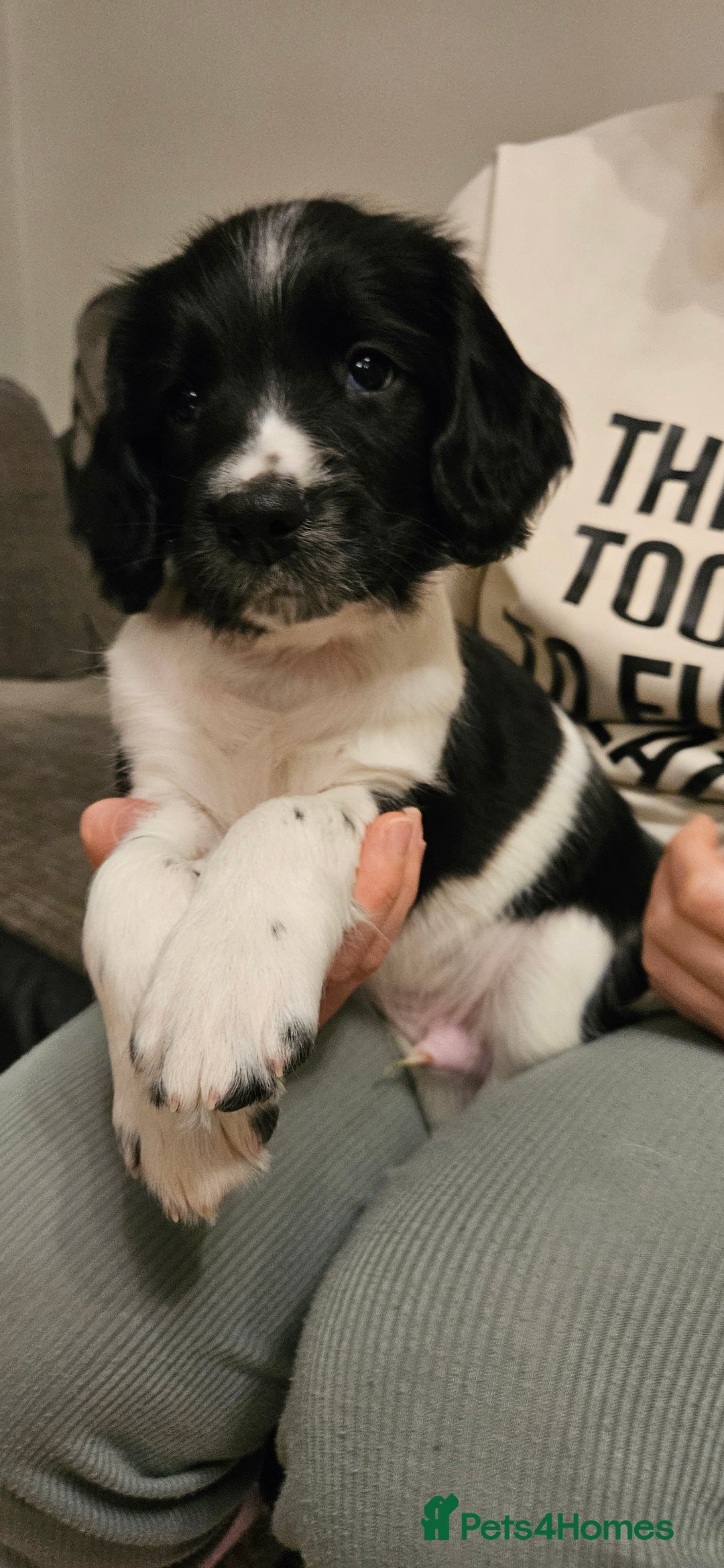 English Springer Spaniel dogs for sale: ✨ KC Registered Springer Spaniel Puppies ✨ - Advert 33