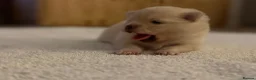 Pomeranian dogs for sale: Stunning White Female Pomeranian Puppy Available - Advert 3
