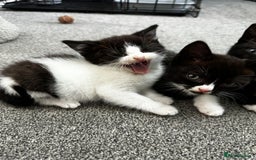 British Shorthair cats for sale: British short hair cross  - Image 13