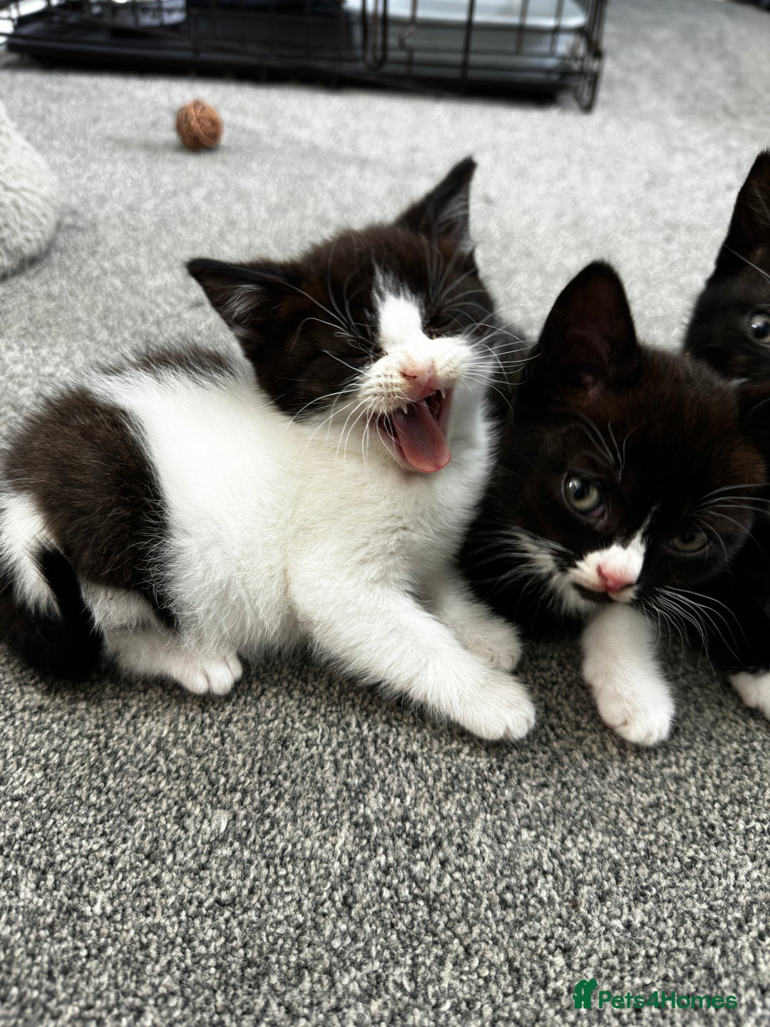 British Shorthair cats for sale: British short hair cross  - Image 13
