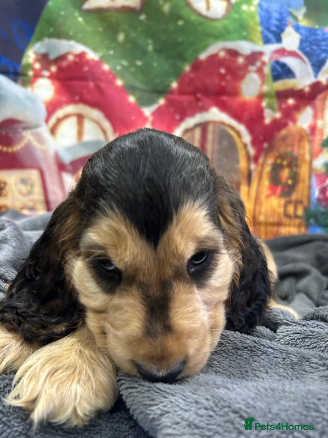 Cocker Spaniel dogs for sale: KC registered, health tested, Show cocker spaniels - Advert 14