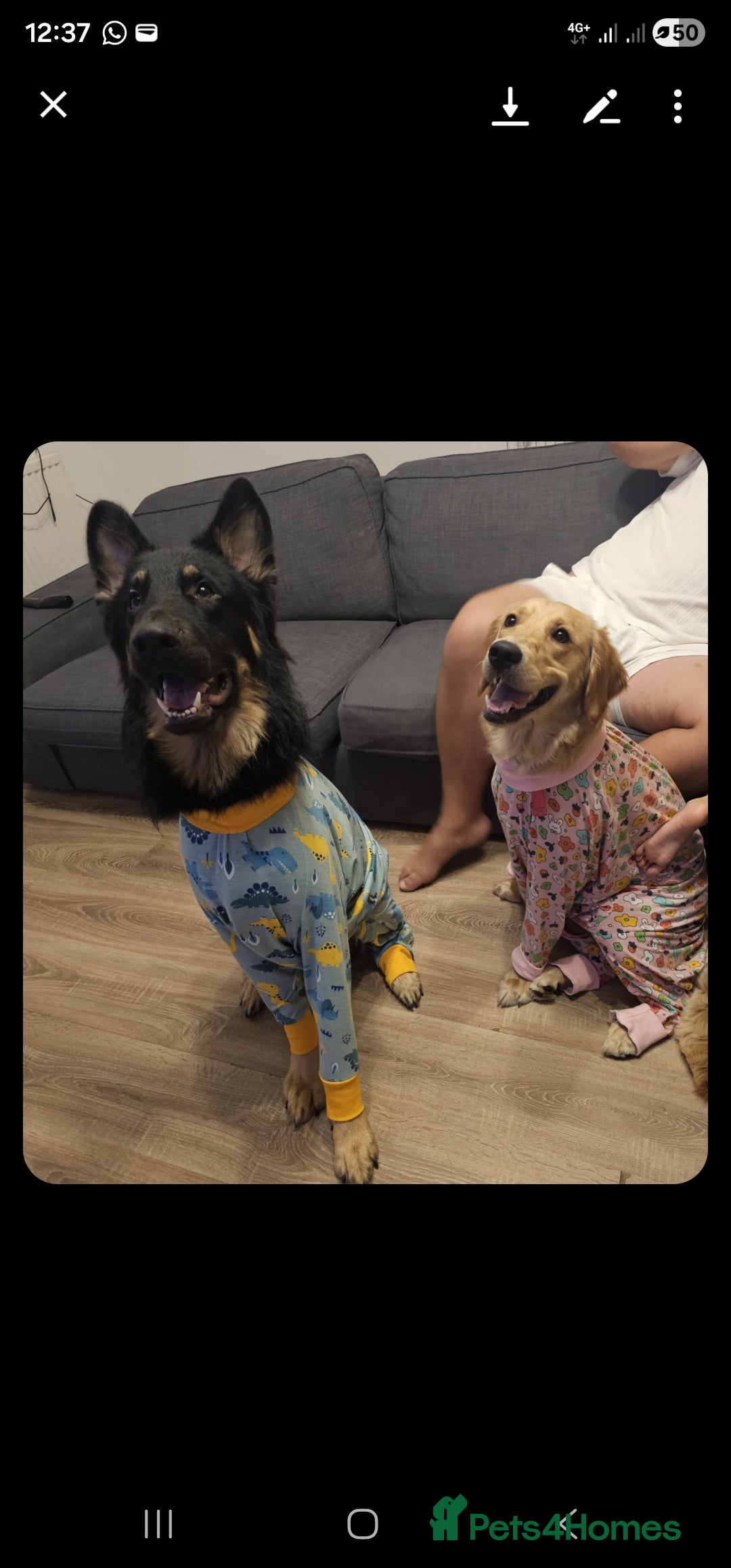 Mixed Breed dogs for sale: Golden Shepherd pup - Advert 7