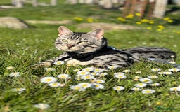 Bengal cats for sale: 2 cats for rehoming - Image 4