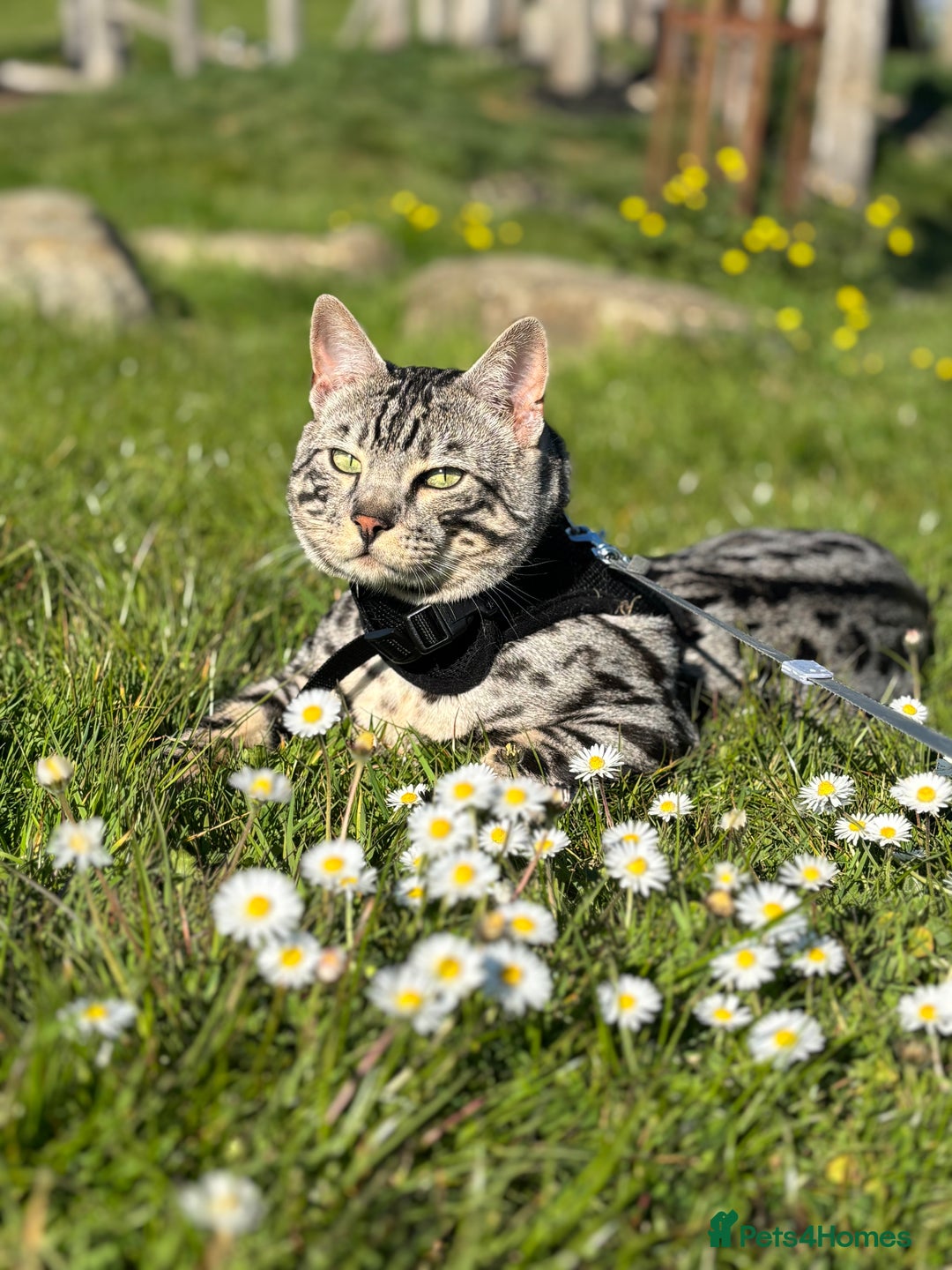 Bengal cats for sale: 2 cats for rehoming - Image 4