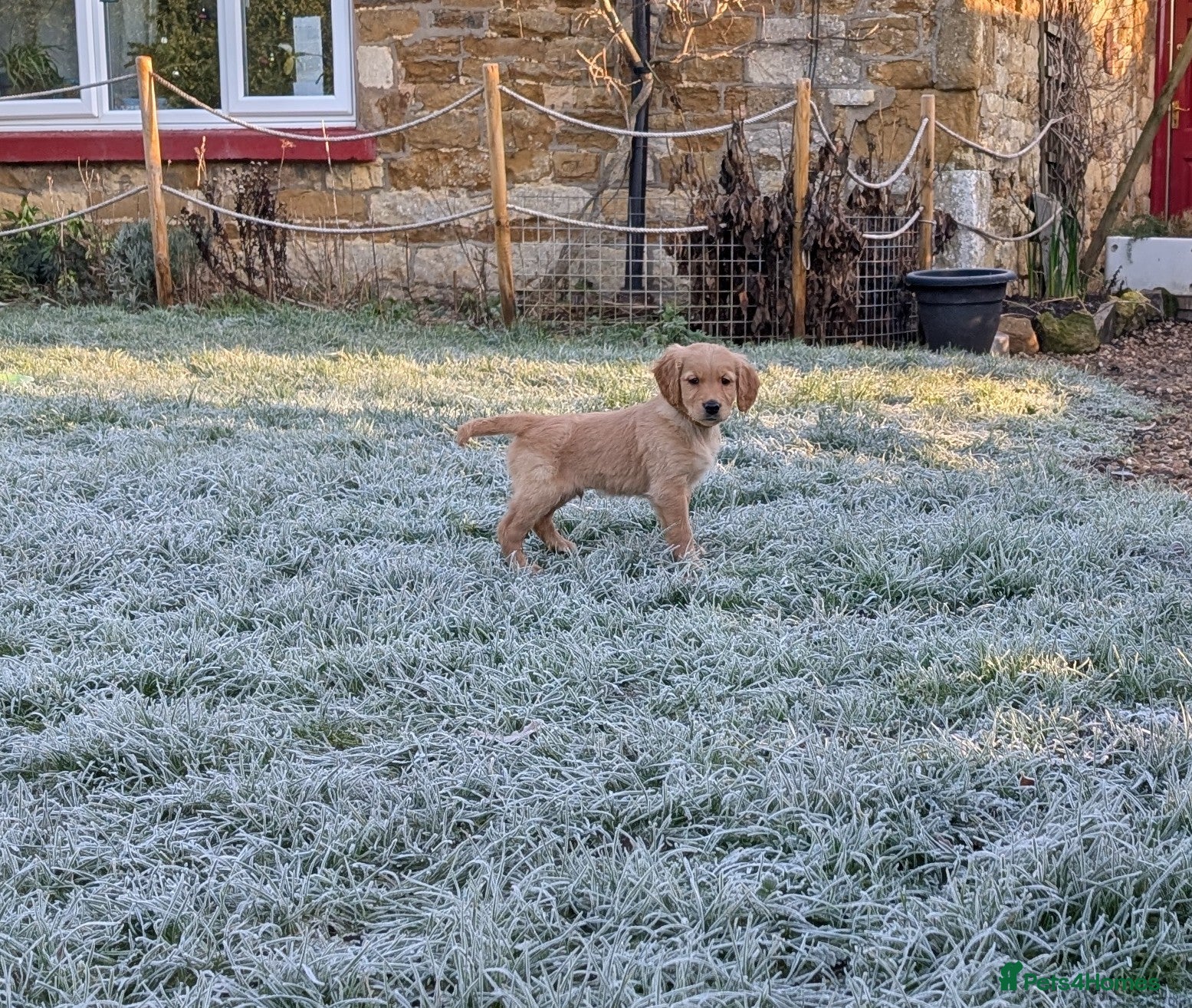 Golden Retriever dogs KC Reg Working Golden Retriever Puppies  - Advert 2