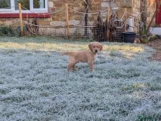 Golden Retriever dogs KC Reg Working Golden Retriever Puppies - Advert 15