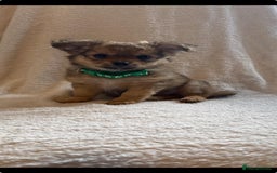 Pomchi dogs for sale: Beautiful fluffy pomchi puppies  - Image 16