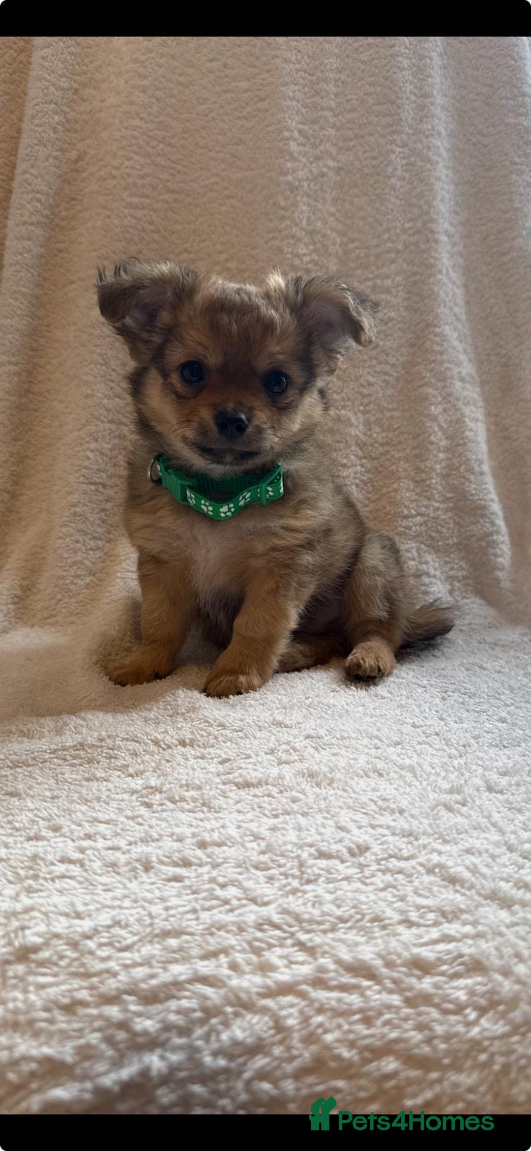 Pomchi dogs for sale: Beautiful fluffy pomchi puppies  - Image 16