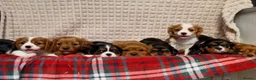Cavalier King Charles Spaniel dogs for sale: STUNNING CAVALIER KING CHARLES PUPPIES  - Advert 25