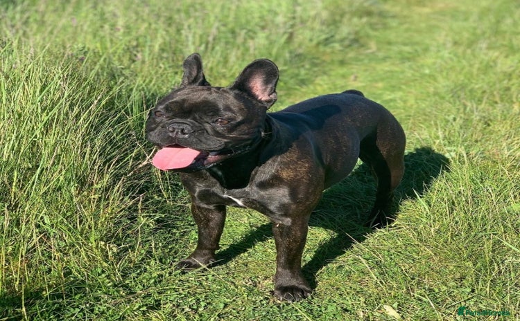 French Bulldog dogs - Advert 1