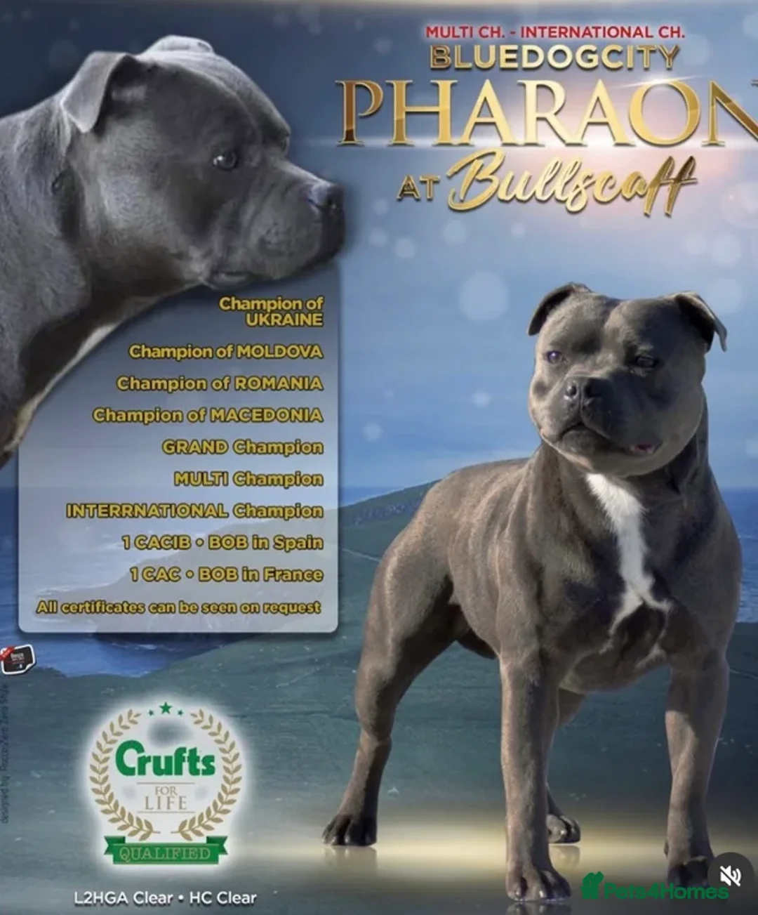 Staffordshire Bull Terrier dogs for sale: KC REG STAFFORDSHIRE BULL TERRIERS - Advert 2