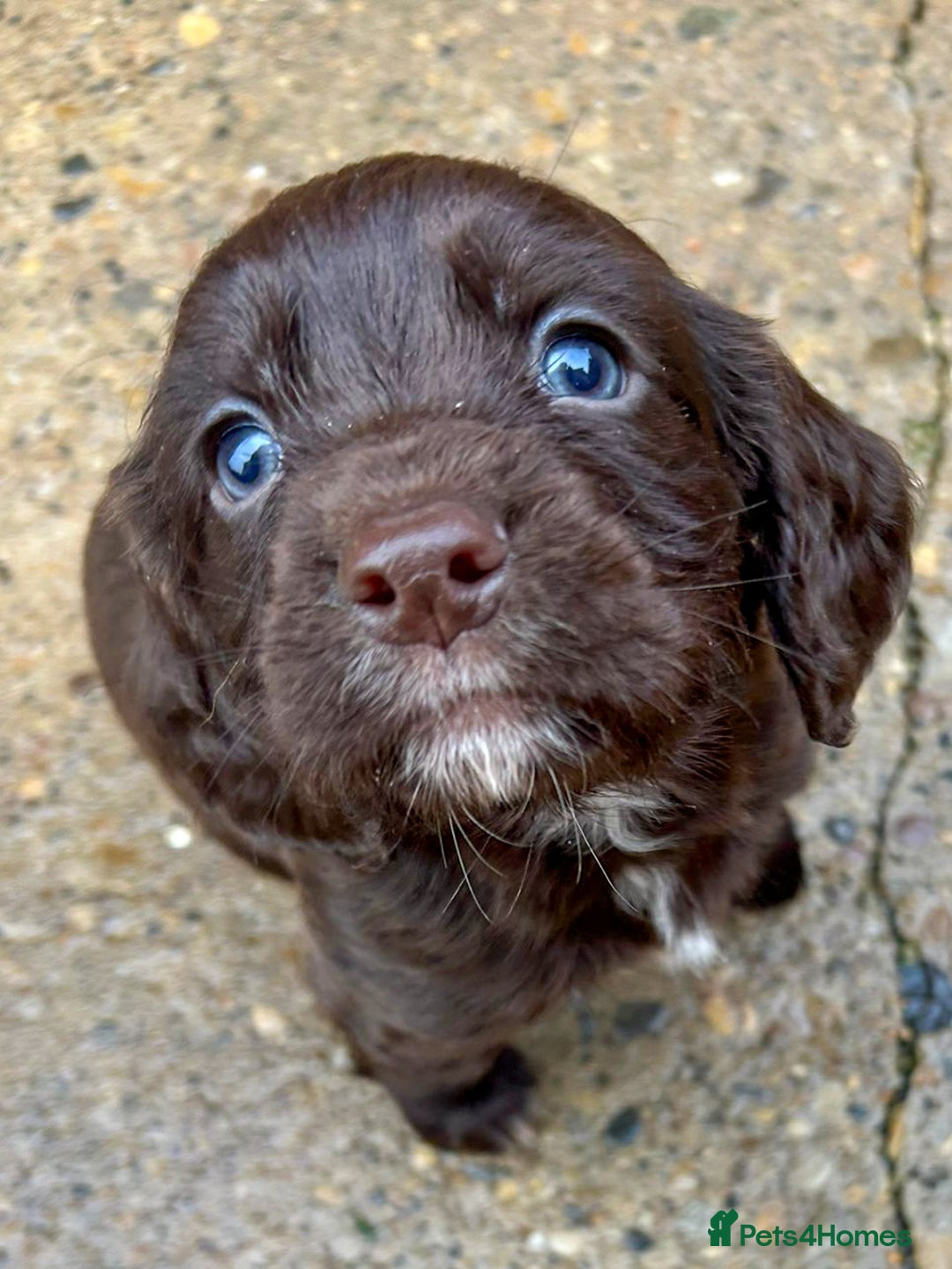 Cocker Spaniel dogs for sale: Two stunning chocolate cocker male pups available - Image 1