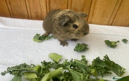 Guinea Pig rodents for sale: 4no Gorgeous baby Guinea pigs available  - Image 6