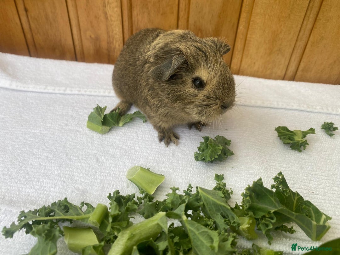 Guinea Pig rodents for sale: 4no Gorgeous baby Guinea pigs available  - Image 6