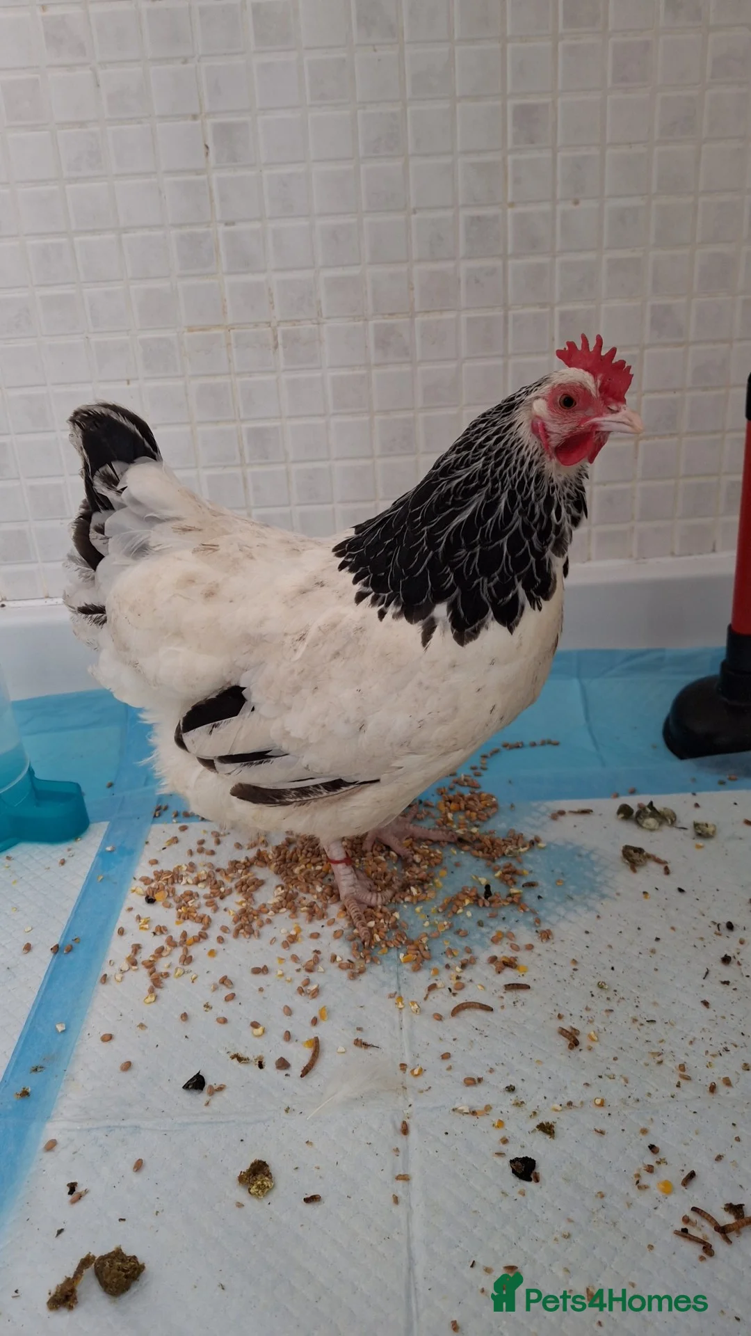 Chickens poultry for sale: Female sussex bantam - Advert 2
