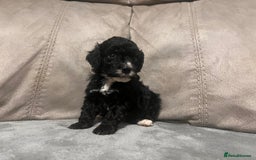 Cockapoo dogs for sale: 🐶F1 Cockerpoo Pups – Merle, Chocolate, Apricot 🐶 - Image 6