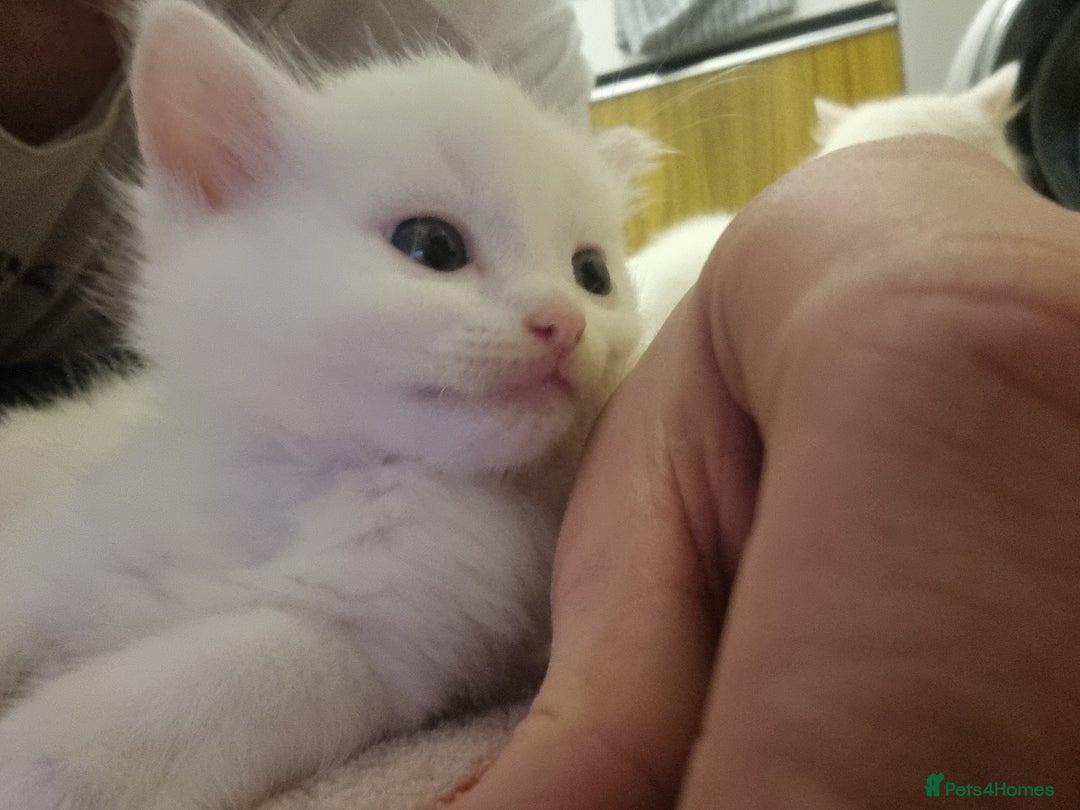 Mixed Breed cats for sale: Adorable Kittens looking for Their Forever Home - Image 2