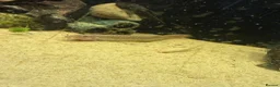 Loaches fish for sale: Three weather loach for sale in Southam - Advert 4