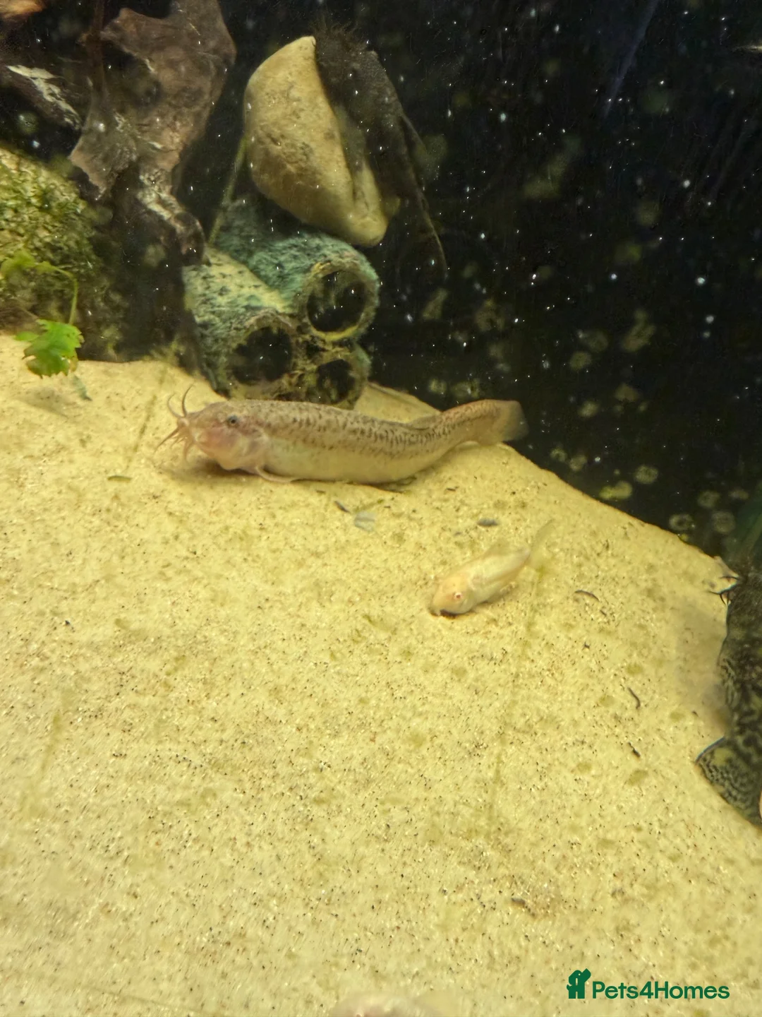 Loaches fish for sale: Three weather loach for sale in Southam - Advert 4