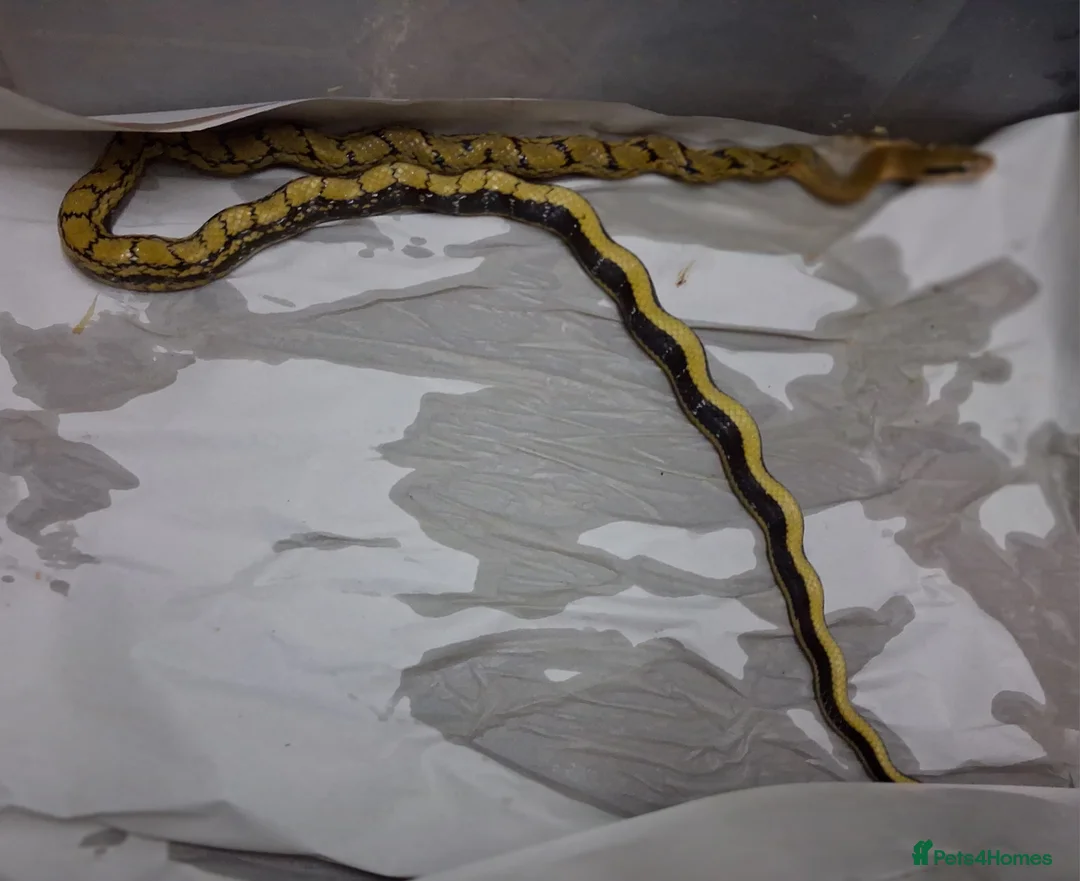 Rat Snake reptiles for sale: Taiwanese beauty snake DH For Albino - Calico  - Advert 2
