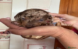 Dachshund dogs for sale: Our 7 Adorable Dachshund Puppies Ready for Homes - Image 8