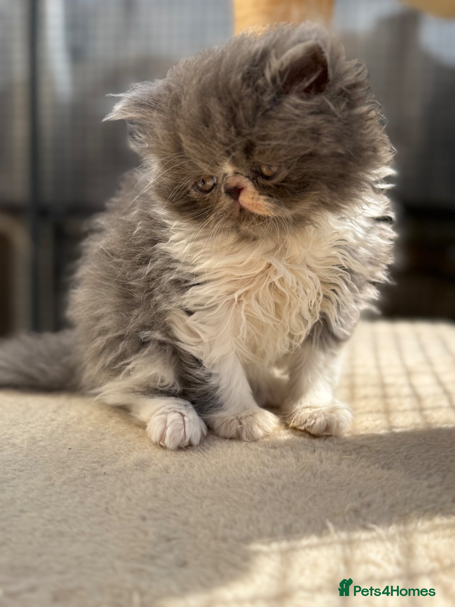 Persian cats GCCF registered Persian boy 💙 - Advert 12