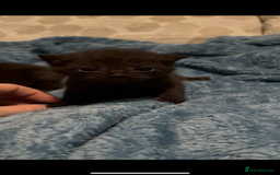 Domestic Shorthair cats for sale: Kittens ready to reserve  - Image 6