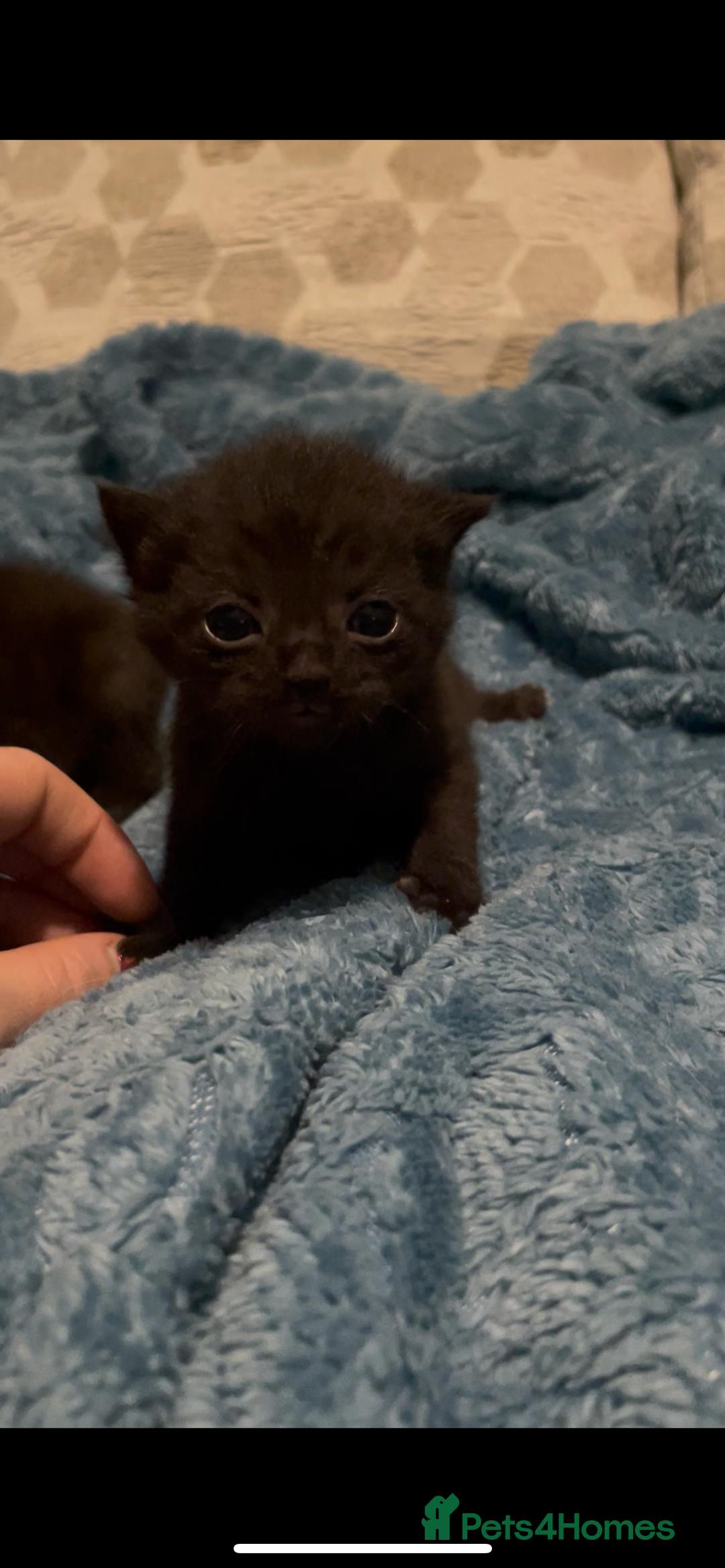 Domestic Shorthair cats for sale: Kittens ready to reserve  - Image 6