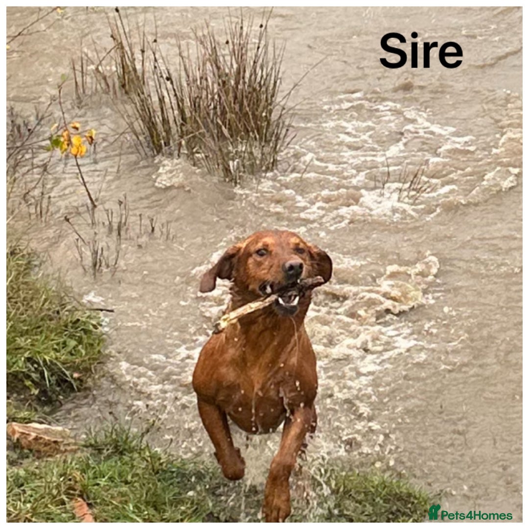 Labrador Retriever dogs for sale: Stunning KC pups,health tested parents&great lines - Advert 7