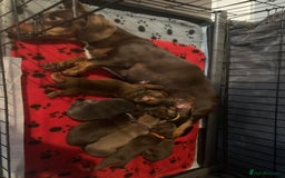 Miniature Dachshund dogs for sale: Miniature dachshund puppies  - Image 2