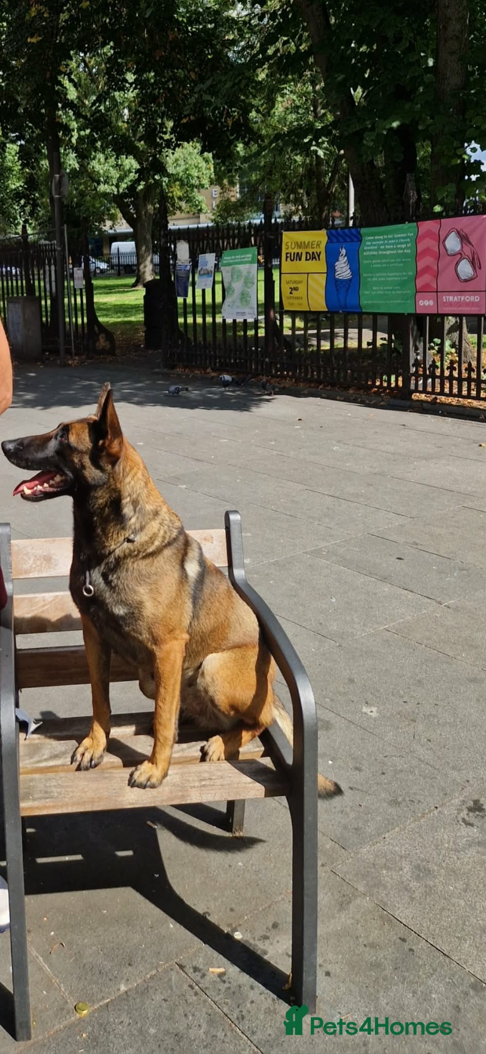 Belgian Shepherd Dog dogs Belgian Shepherd Puppy for sale!  in Romford - Advert 8