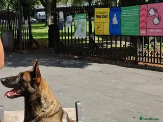 Belgian Shepherd Dog dogs Belgian Shepherd Puppy for sale! in Romford - Advert 8